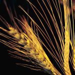 The Canadian barley crop is significantly larger than last year.