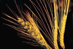 The Canadian barley crop is significantly larger than last year.