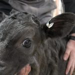 A calf wearing a loop tag. When tagging a calf with this technology, producers should leave a gap to ensure the ear has room to grow.