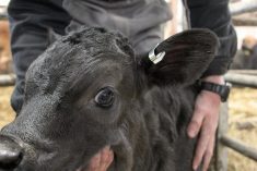 A calf wearing a loop tag. When tagging a calf with this technology, producers should leave a gap to ensure the ear has room to grow. 