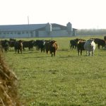 Genetic selection is a very slow way to improve reproductive performance.