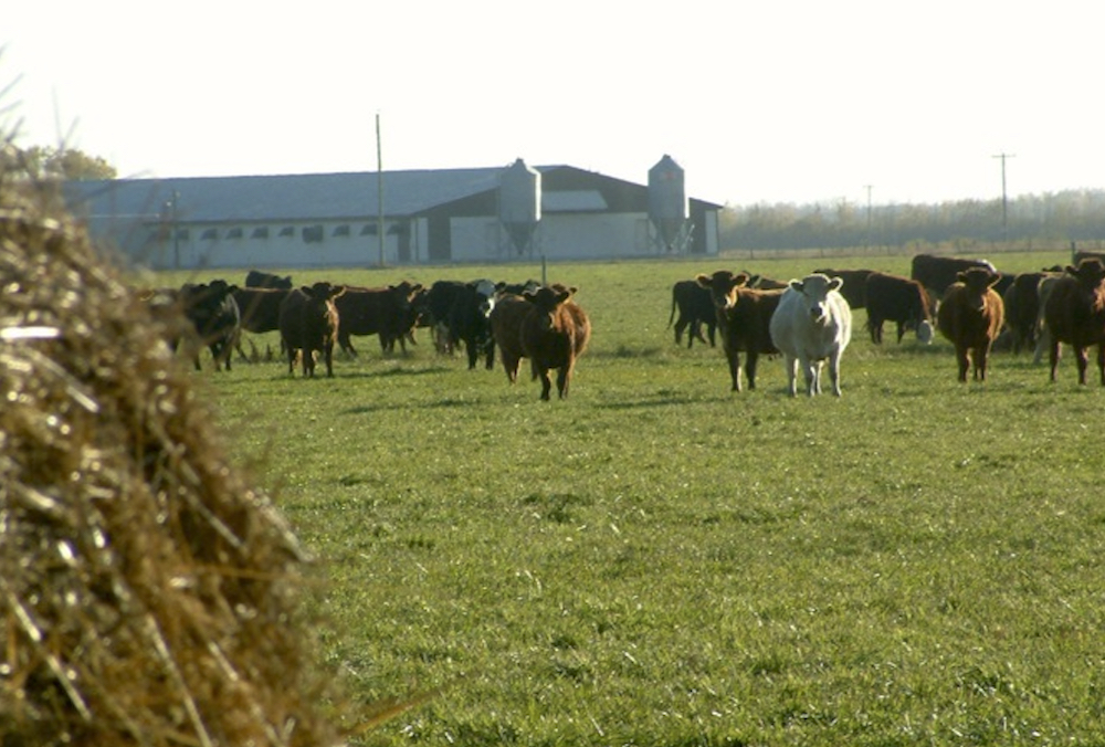 Genetic selection is a very slow way to improve reproductive performance.
