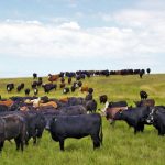As primary producers, we are entrusted to care for the land and our animals.