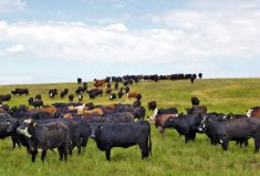 As primary producers, we are entrusted to care for the land and our animals.