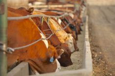 (Photo courtesy Canada Beef Inc.)
