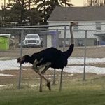 (Town of Taber via Facebook)