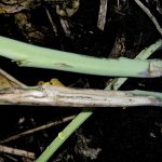 Blackleg in a canola plant stem. Photo: File
