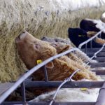 Klassen: Feeder cattle market outlook