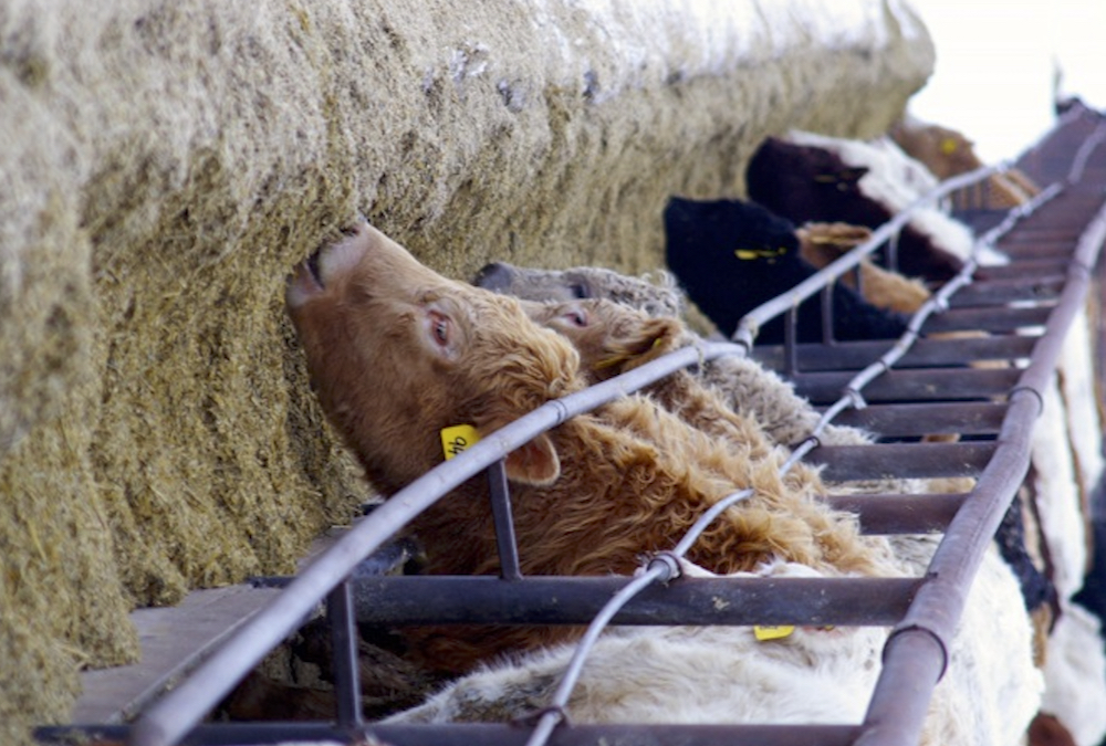 Klassen: Feeder cattle market outlook