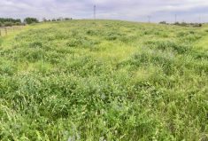 Graeme Finn’s pasture with alfalfa, Glenview sainfoin and cicer milkvetch, all legumes that help boost fertility.