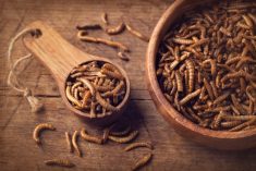 Edible mealworms in a wooden spoon

