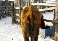 If you suspect a cow in your herd has Johne’s disease, have your veterinarian collect fecal samples for testing as soon as possible.