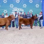 Mader Darlin’ 4H and Twin Springs Darlin’ 3K.