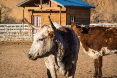 Stock photo of Corriente cattle. Whether buying roping steers or breeding stock, basic biosecurity is a must. Photo: flariv/iStock/Getty Images Plus