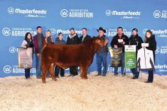 B Bar/VLE Matrix, an embryo calf resulting from a partnership with B Bar Cattle from Lucky Lake, Sask., and the 2021 Grand Champion Limousin bull at Canadian Western Agribition. Wayne is on the halter and Anne is on the far left.