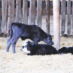 Jim had prepared a calving pasture with access to sheltered corrals with plenty of bedding.