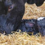 A cow nuzzles her newborn calf. Anything from computer vision testing to a back-protecting belt may ease producers’ calving season troubles.
