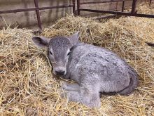 The 200th calf born on the Ramsey ranch in January 2021.