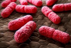 E. coli bacteria.