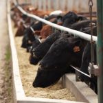 (Photo courtesy Canada Beef Inc.)