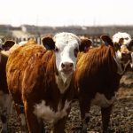 Characteristics of the cattle market
