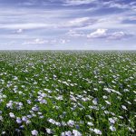 (Flax Council of Canada photo)