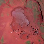 A drone photo from the Sampona commune of Madagascar on Feb. 11, 2022, shows Zebu cattle drinking water from a large puddle created from Cyclone Batsirai. The island nation’s south has been experiencing severe drought for the past four years, putting it in danger of what the World Food Programme calls “the world’s first climate change famine.” (Photo: Reuters/Alkis Konstantinidis)