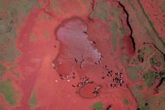 A drone photo from the Sampona commune of Madagascar on Feb. 11, 2022, shows Zebu cattle drinking water from a large puddle created from Cyclone Batsirai. The island nation’s south has been experiencing severe drought for the past four years, putting it in danger of what the World Food Programme calls “the world’s first climate change famine.” (Photo: Reuters/Alkis Konstantinidis)
