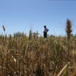 Farmer Ignacio Bastanchuri stands in a wheat field at Navarro in Argentina’s Buenos Aires province on Dec. 5, 2022. (File photo: Reuters/Agustin Marcarian)