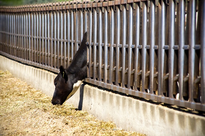 Many of the alternative feeds available in Canada arise as byproducts of the cereal, oilseed and pulse processing sectors.