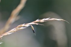 Ergot on grass in Somerset, U.K. Ergot was identified as a toxin centuries ago, but we still haven’t found an effective treatment for the toxicity.  Photo: Ian_Redding/iStock /Getty Images Plus