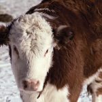 Hereford Calf