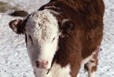 Hereford Calf