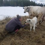 Jenn Saunders gets close to a British White calf. The breed is known for its gentle temperament.