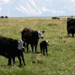 calves on pasture