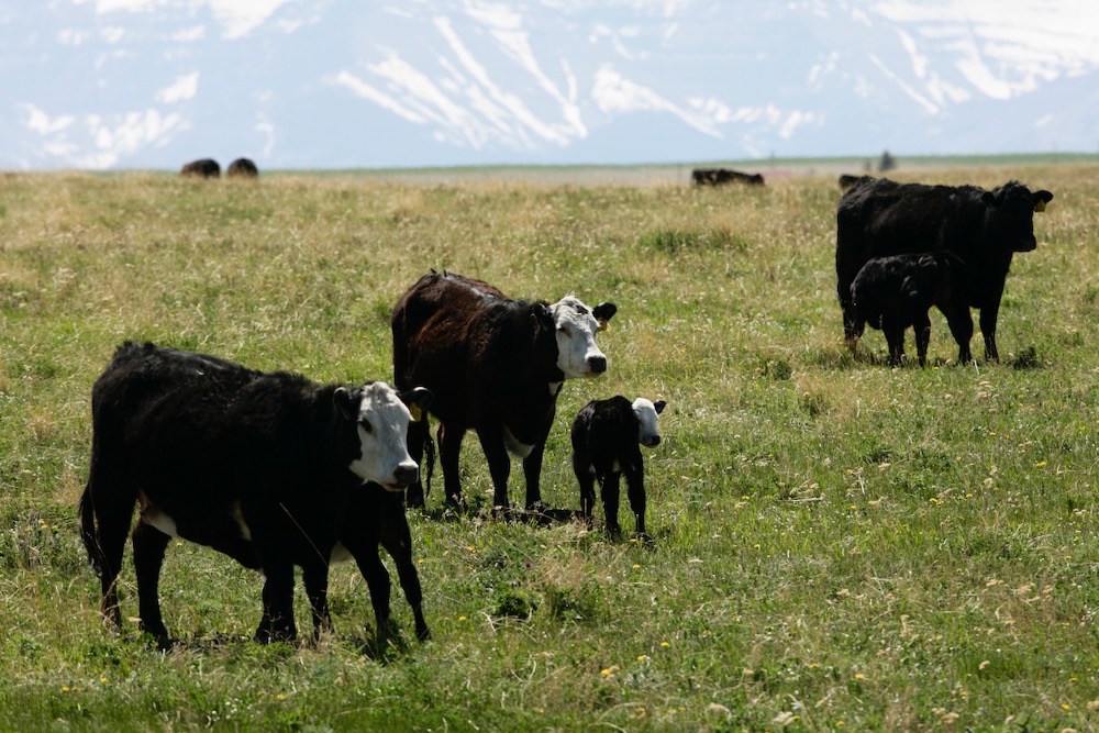 calves on pasture