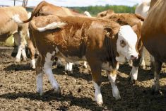 Stress matters as it depresses a calf&rsquo;s immune system and increases the risks of disease.