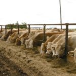 Prices for feeder cattle are likely to see a healthy increase in 2023.