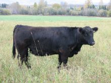 A cow in good condition. Maintaining a body condition score of three right up to calving helps ensure a healthier, more productive calf.