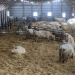 The Snobelens’ calving barn is a 50-foot by 180-foot pole structure, with turkey curtains on the west to allow for ventilation, and tarps on the east that can be rolled up or down.
