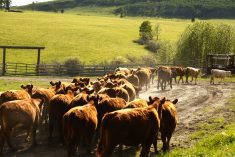 A professor at UC Davis in California says proper ranching and proper livestock handling can intensify soil carbon sequestration by adding manure to the soil.