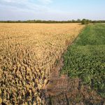 A dried-out corn crop next to cotton planted into a dried-out cornfield at Tostado in Argentina’s northern Santa Fe province, on Feb. 8, 2023. (Photo: Reuters/Miguel Lo Bianco)