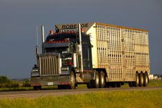 Safety is paramount and should never be compromised, but for the livestock industry, this important issue extends beyond motor vehicle safety.