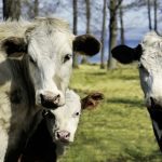 While experience and training improve your ability to eyeball a cow’s body condition score, looks can still be deceiving.