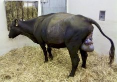 Dystocia, C-sections, dead calves, artificially induced labour and even vitamin and mineral deficiencies all increase the risk of retained placentas.