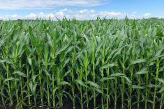 Corn in progress just east of Blumenort, Man. on July 20, 2022. (Dave Bedard photo)
