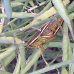 A grasshopper in a canola field near Starbuck, Man. in the summer of 2019. (MarketsFarm photo by Glen Hallick)