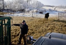 After 65 years in the industry, Terry Lerat is right at home working with and talking about cattle.
