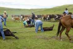 A vaccine prepares the animal’s immune system to fight infections if the animal’s immune system isn’t compromised when you are vaccinating it.