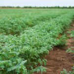 Chickpeas. (Grigorenko/iStock/Getty Images Plus)